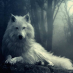 MaCaN-_WoLf's Avatar'