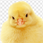 Pollo27200's Avatar'