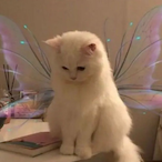 cats.com's Avatar'
