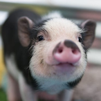 Elite.X.P1G's Avatar'