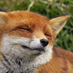 ValentineDraven's Avatar