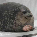 BigNutGuizz's Avatar'