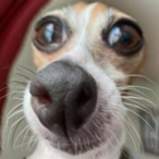 AguaDeCachorro's Avatar'