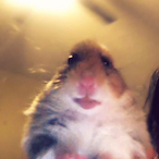 HamsterBun's Avatar'