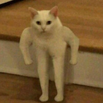 AnimalStyle's Avatar'