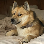 birch slabs's Avatar'