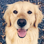 X2-Ninjagurl's Avatar'