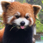 Baby-Panda's Avatar'