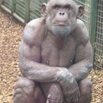 symmetry.WET's Avatar'