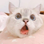 IL_lemon_ade_'s Avatar'