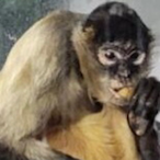 Grantilius's Avatar'