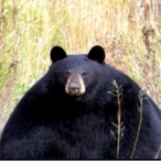 Goombear's Avatar'