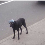 opman08's Avatar'