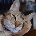 Fortknox1977's Avatar