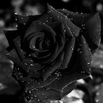 gummymoose's Avatar'