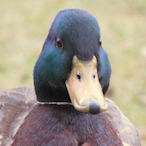 TheWeirdDuck's Avatar'