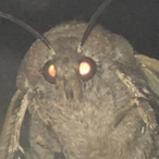 Moth.JPEG's Avatar'
