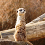 MKT_MeerMeer's Avatar'