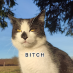 BattoCatto's Avatar'