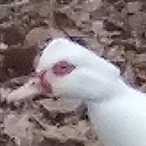 AtomicGohan08's Avatar'