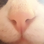 happyporkchops's Avatar