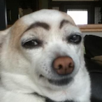 shmegma.tron's Avatar'