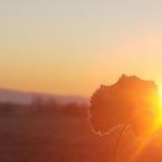 Ra6in9_h3adaches's Avatar'