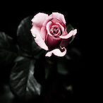 Teawxter's Avatar'