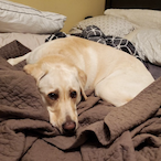 SmallChai96's Avatar'