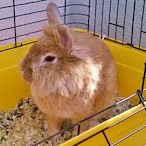 firemertens14's Avatar'