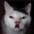 stibla's Avatar'
