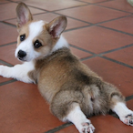 Rojector_Devill's Avatar'