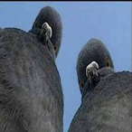 sry.Bidulgi's Avatar'