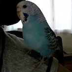 JjmmyFallon's Avatar'