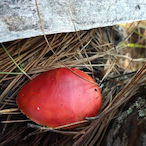 iAmThe_Dead's Avatar'