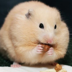BlashkoWich's Avatar'