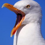 ilmaxs1773's Avatar'