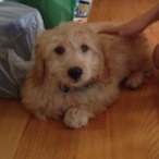 Turtleknight22's Avatar'