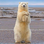 northpole_Apple's Avatar'