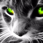 FienixXbox's Avatar'