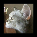 PF1999's Avatar'