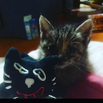 ayataka_EGOIST's Avatar'