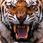 jim_palmore's Avatar