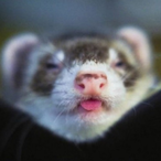 Italian-Ferret's Avatar'