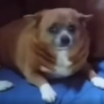 neilthedino's Avatar'