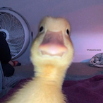 DeadlySMOKE4201's Avatar'