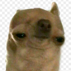 Terhakkatorttu's Avatar'