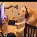 Gamer_Dog.'s Avatar'