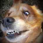 Deadwoody4922's Avatar'