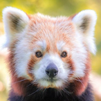 Vermelin11.'s Avatar'